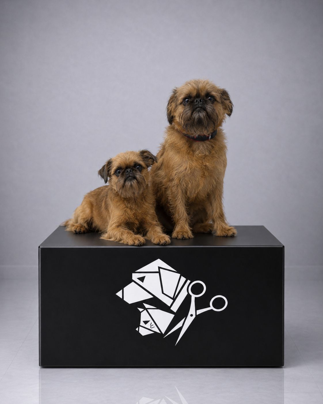 Dos perros posando después de su sesión de peluquería canina
