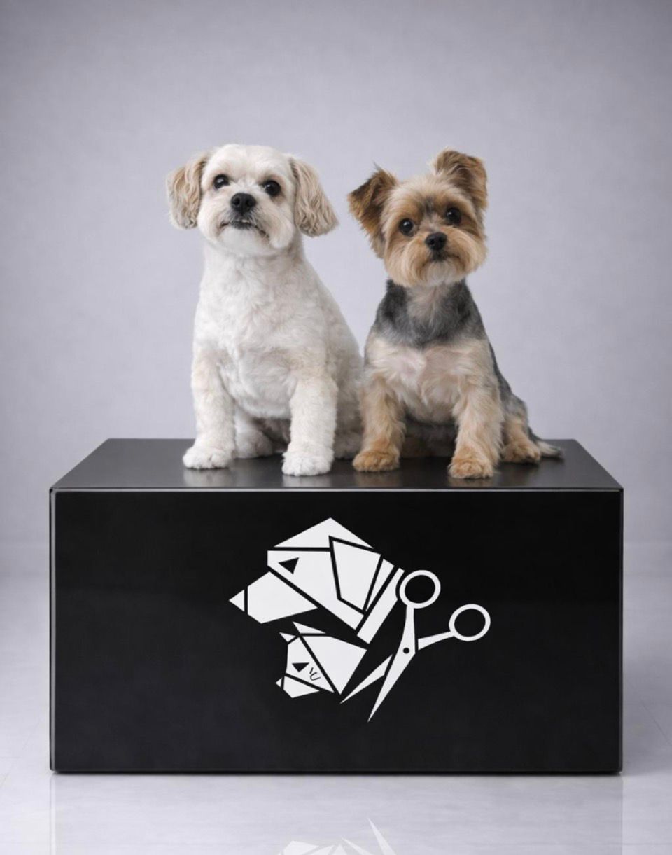 Dos perros limpios y peinados sobre el expositor del salón